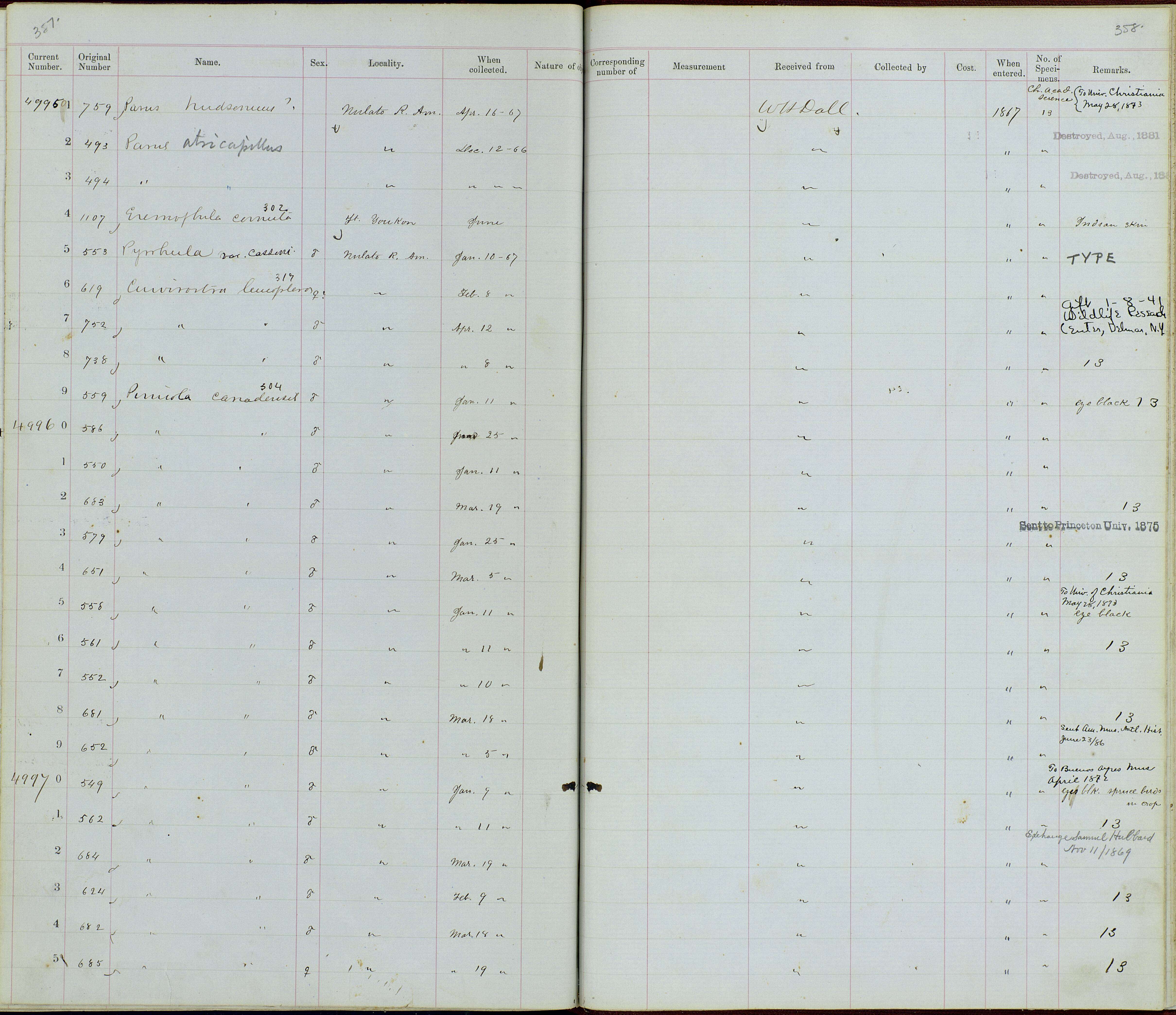 Image of Pyrrhula pyrrhula cassinii Baird & SF 1869