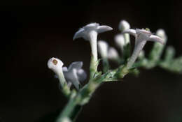 Imagem de Gonzalagunia hirsuta (Jacq.) K. Schum.