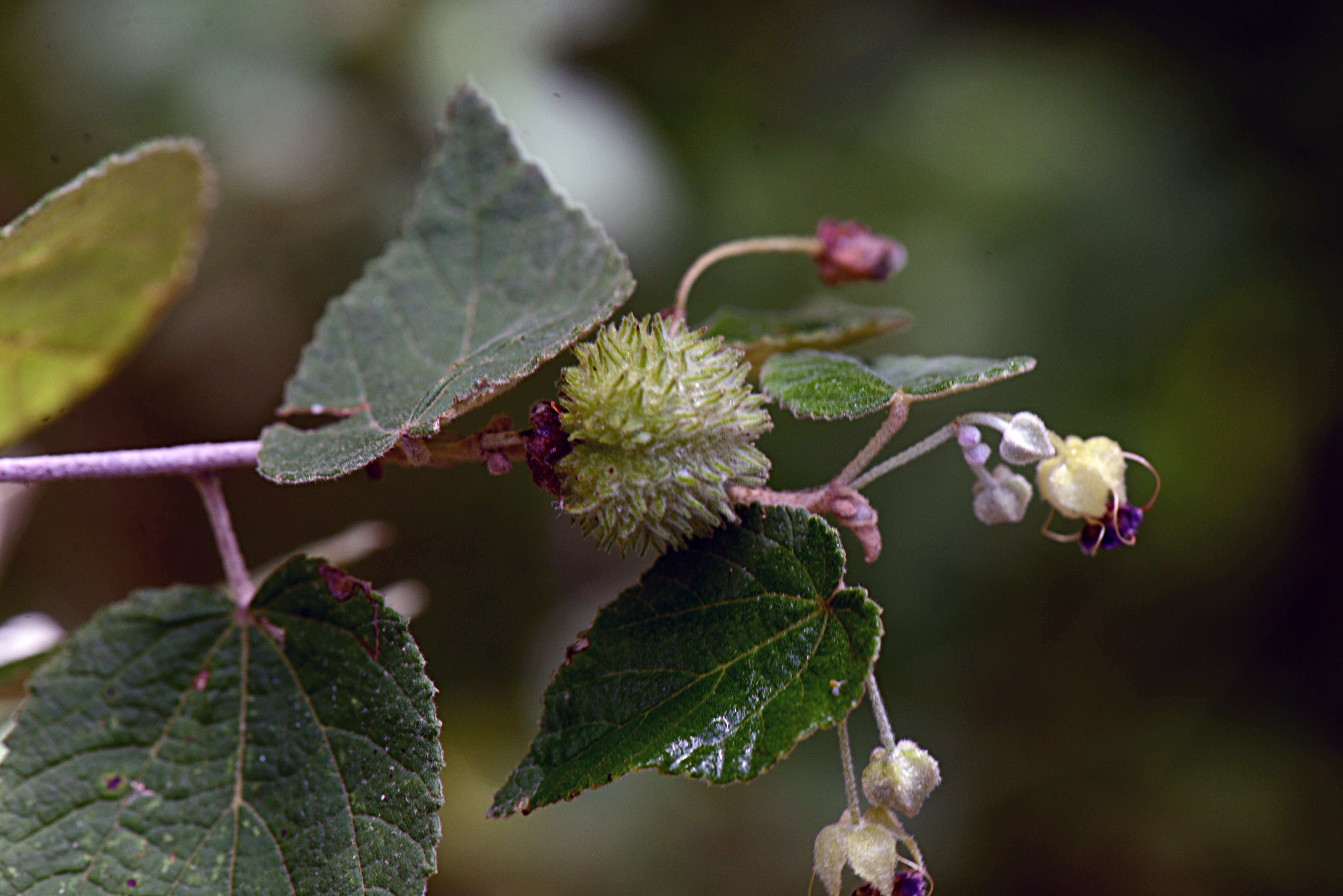 Image of Malvaceae