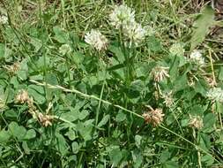 Image of Trifolium repens var. repens