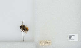 Image de Bombus sylvicola Kirby 1837