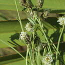 Image of Dalea carnea var. gracilis (Nutt.) Barneby