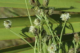 Image of Dalea carnea var. gracilis (Nutt.) Barneby