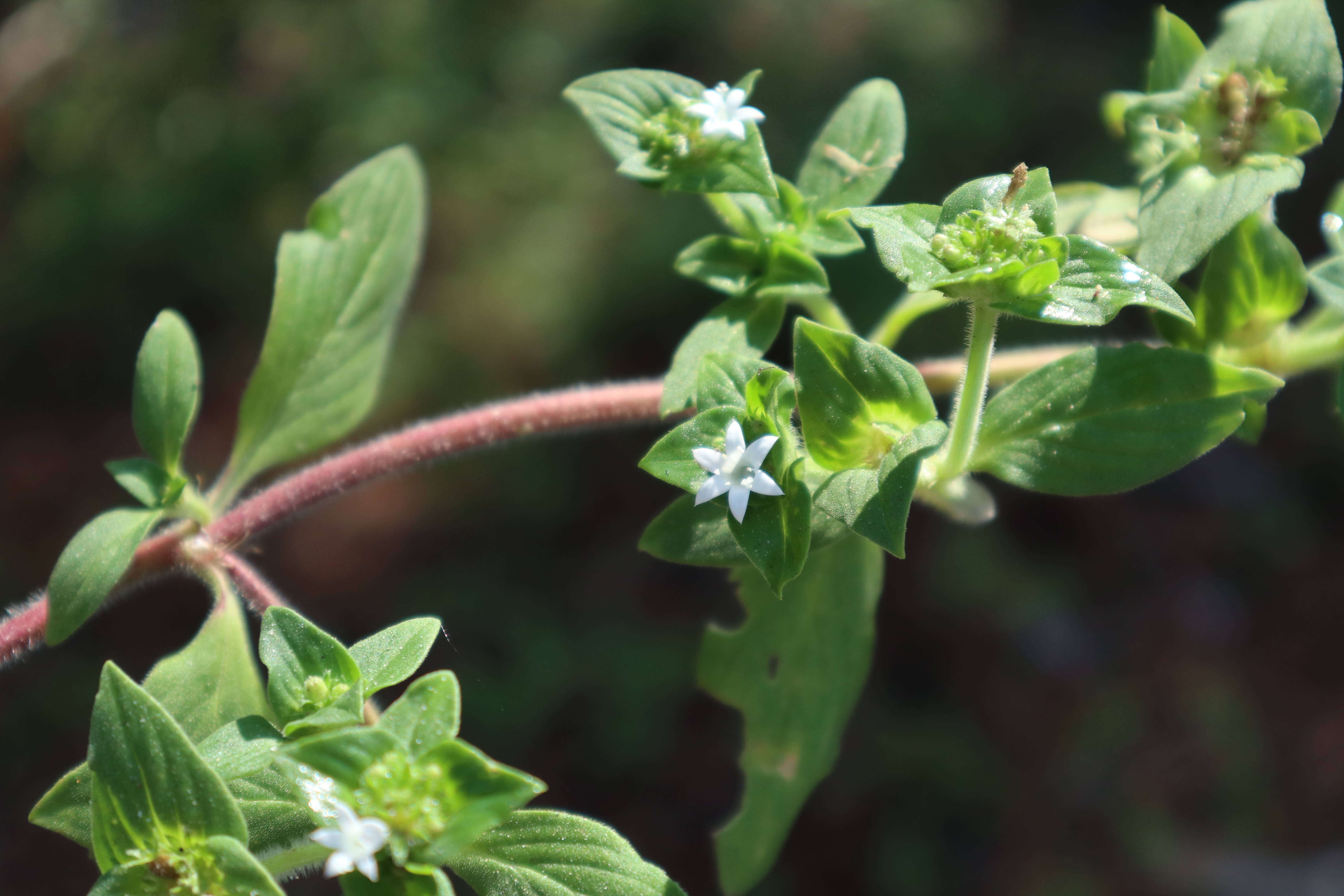 Image of tropical Mexican clover