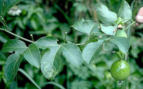 Image of Passion fruit