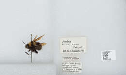 Plancia ëd Bombus hortulanus Friese 1904