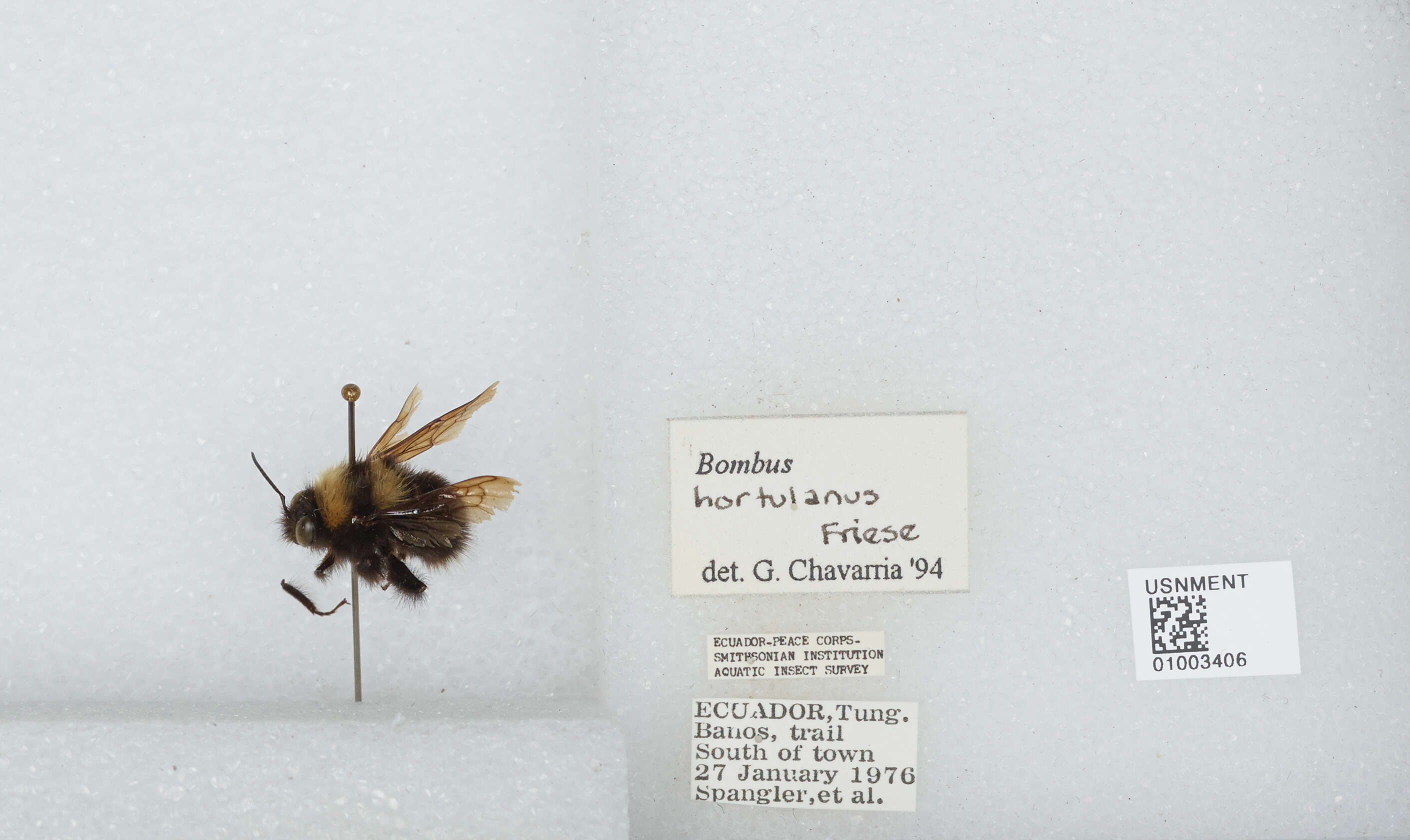 Plancia ëd Bombus hortulanus Friese 1904