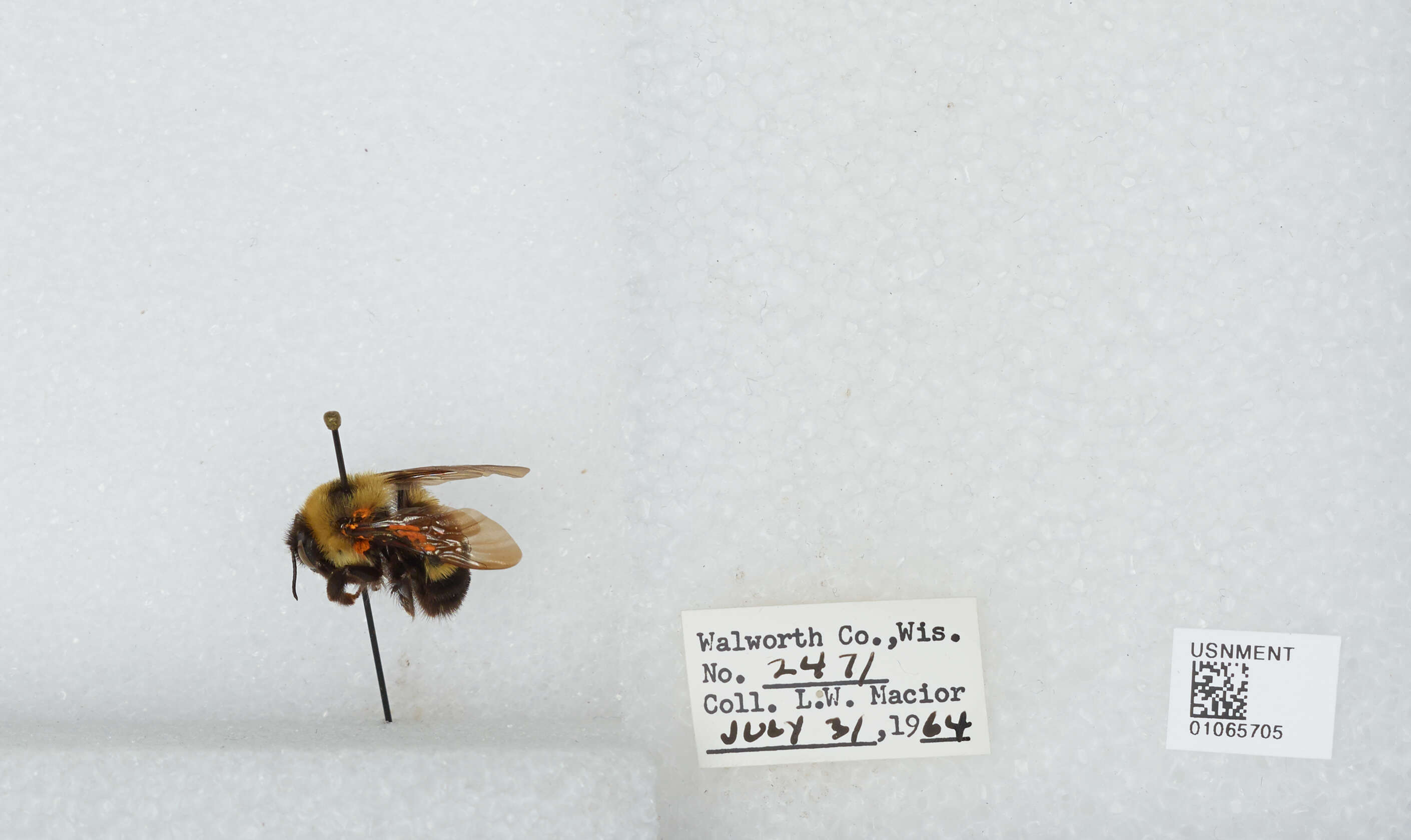 Слика од Bombus affinis Cresson 1864