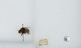 Plancia ëd Bombus hortorum (Linnaeus 1761)