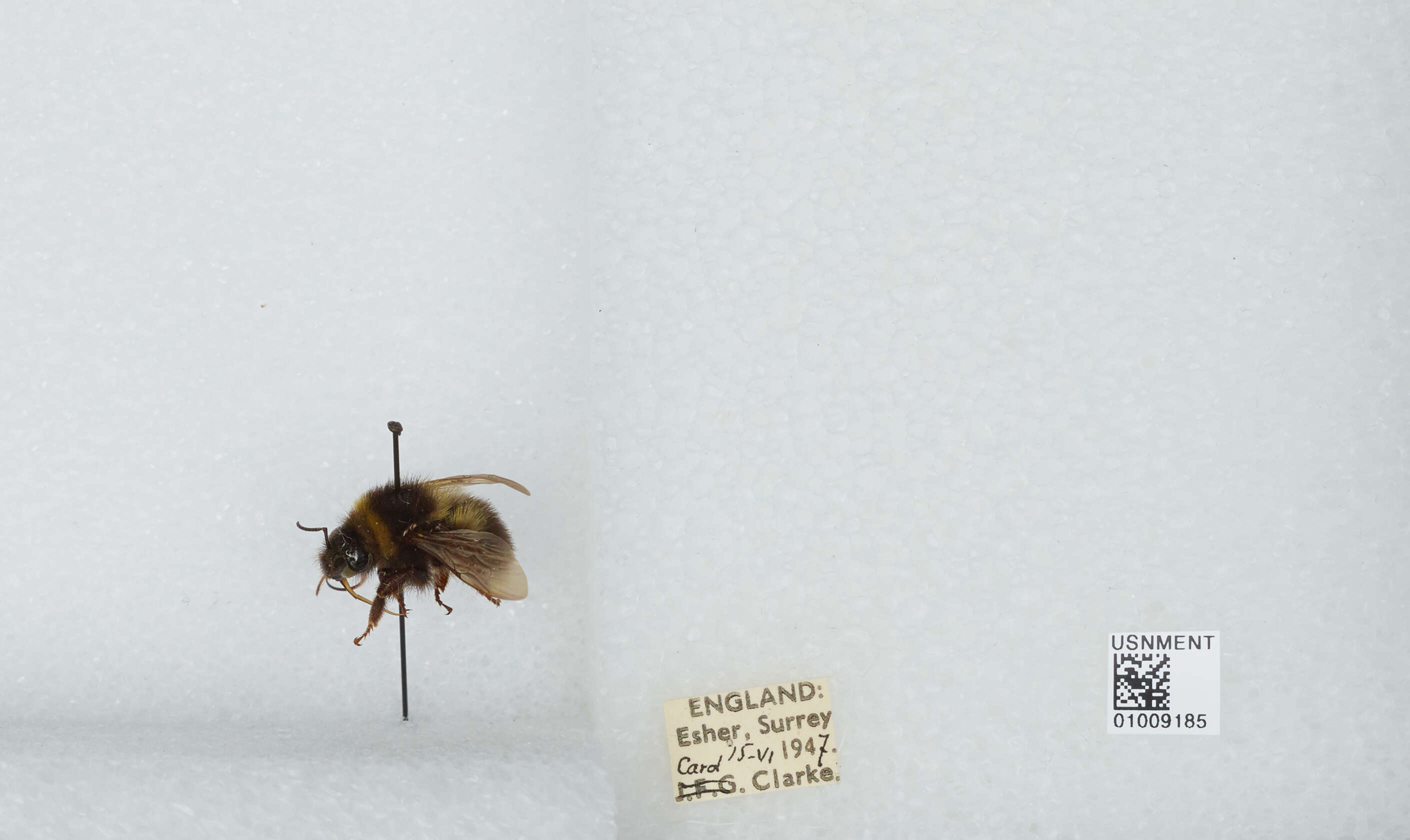 Plancia ëd Bombus hortorum (Linnaeus 1761)