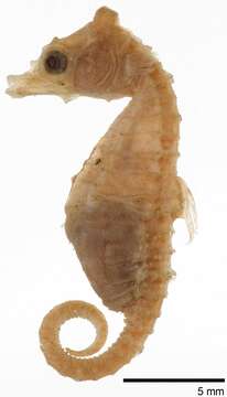 Image of Dwarf Seahorse