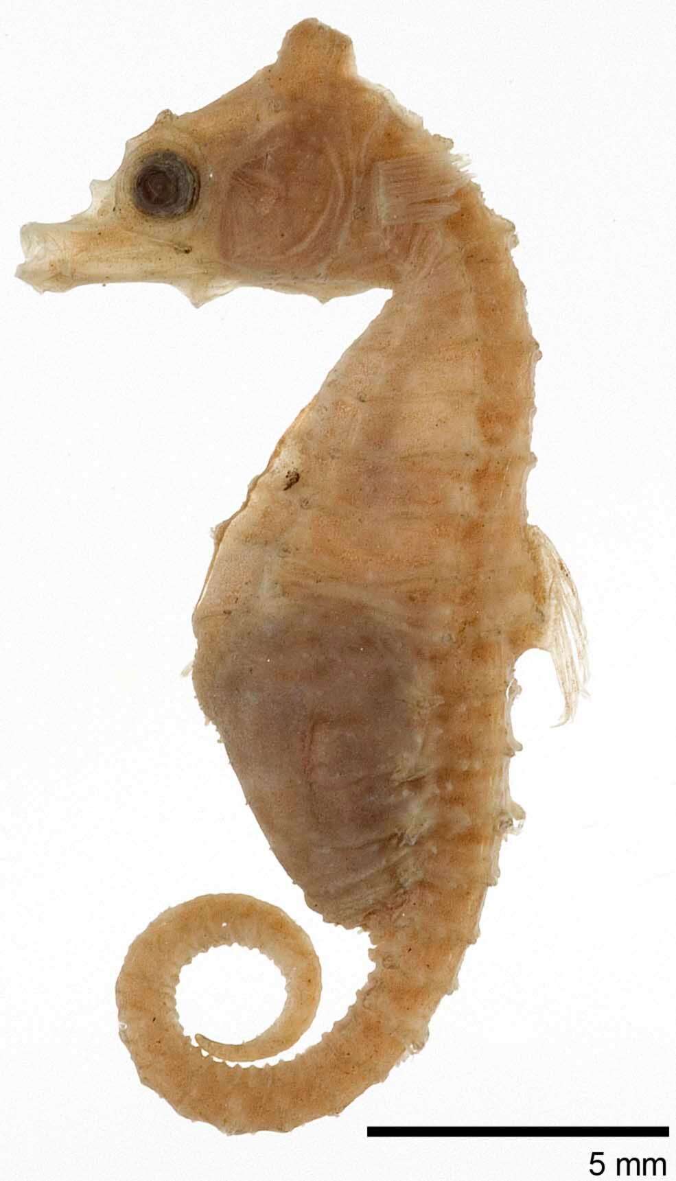 Image of Dwarf Seahorse