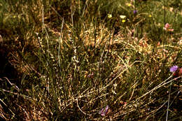 Image of matgrass
