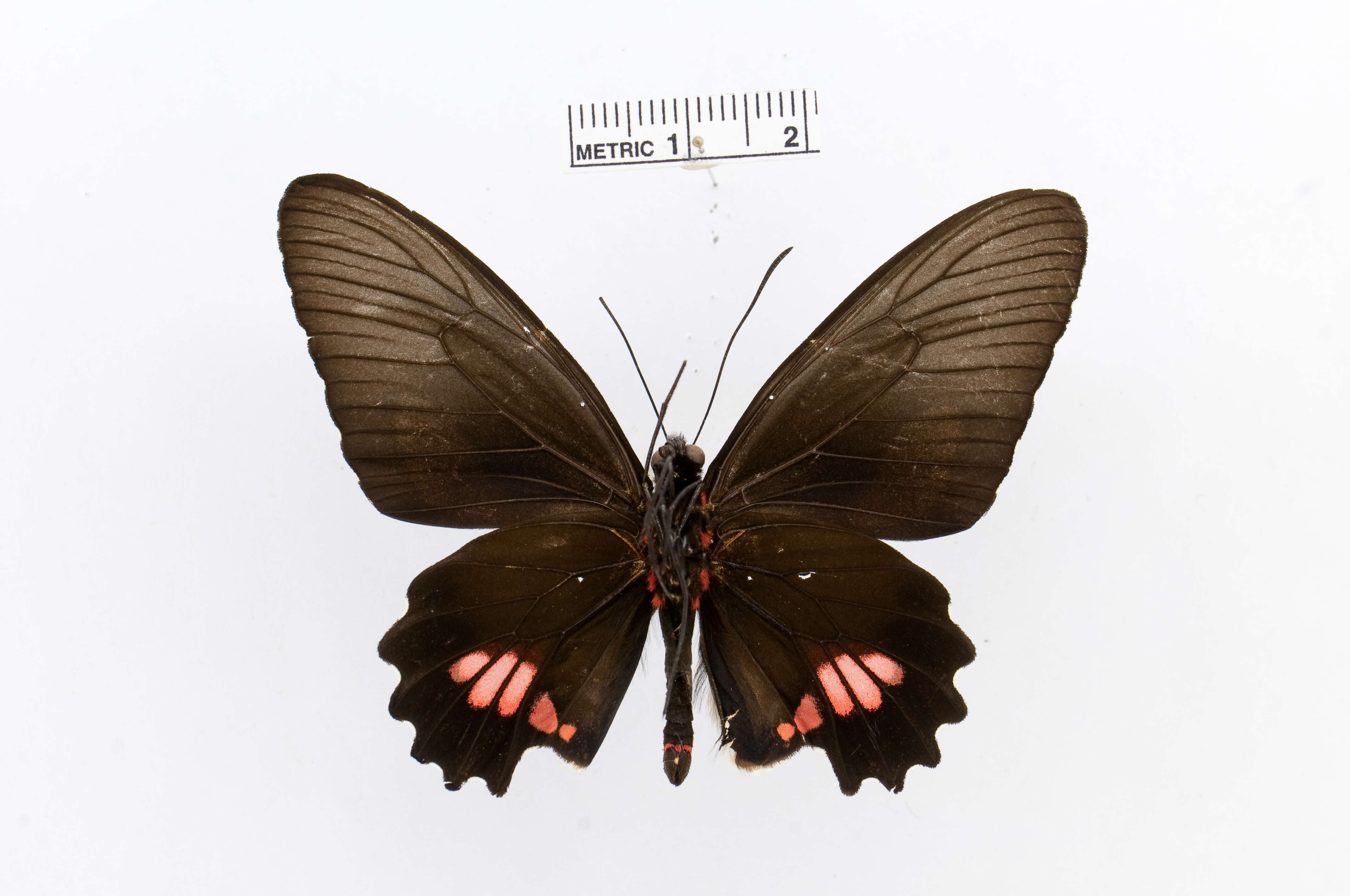 Слика од Parides anchises (Linnaeus 1758)