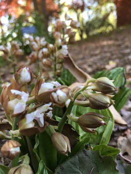 Image of Calanthe discolor Lindl.