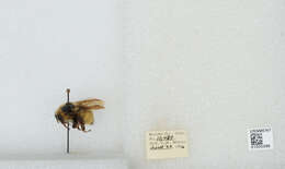 Image of Two Form Bumble Bee