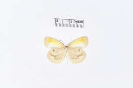 Image of Eurema elathea (Cramer (1777))