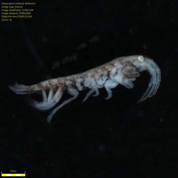 Image of Amphipoda