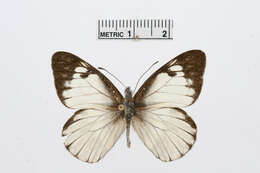 Image of Catasticta notha (Doubleday 1847)