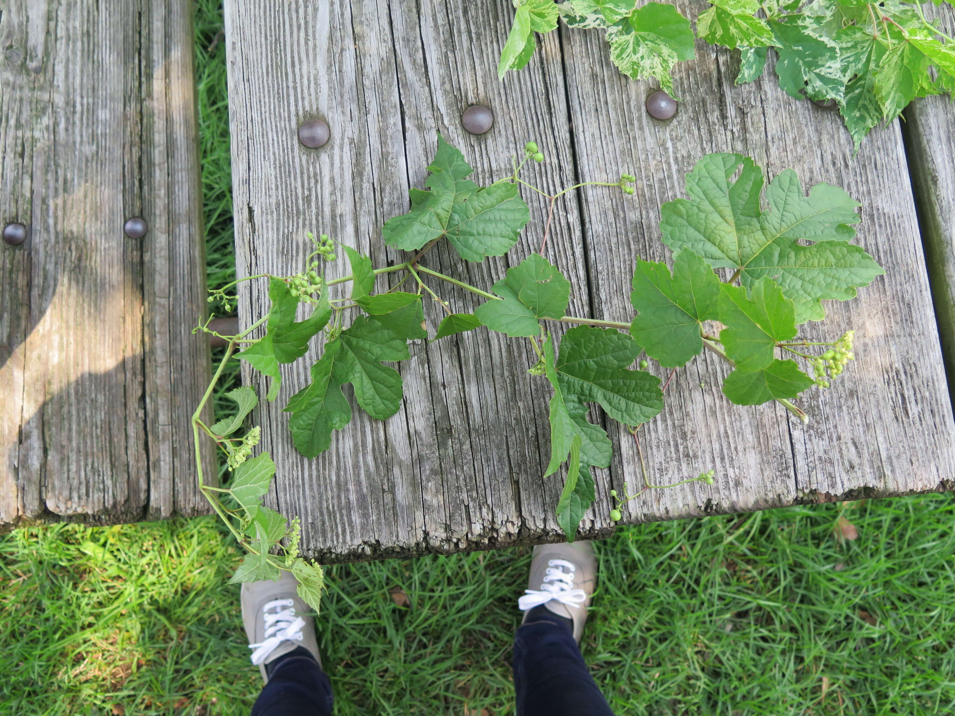 Image of Amur peppervine