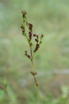 Image de Hypericum setosum L.