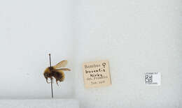 Image of Northern Amber Bumble Bee