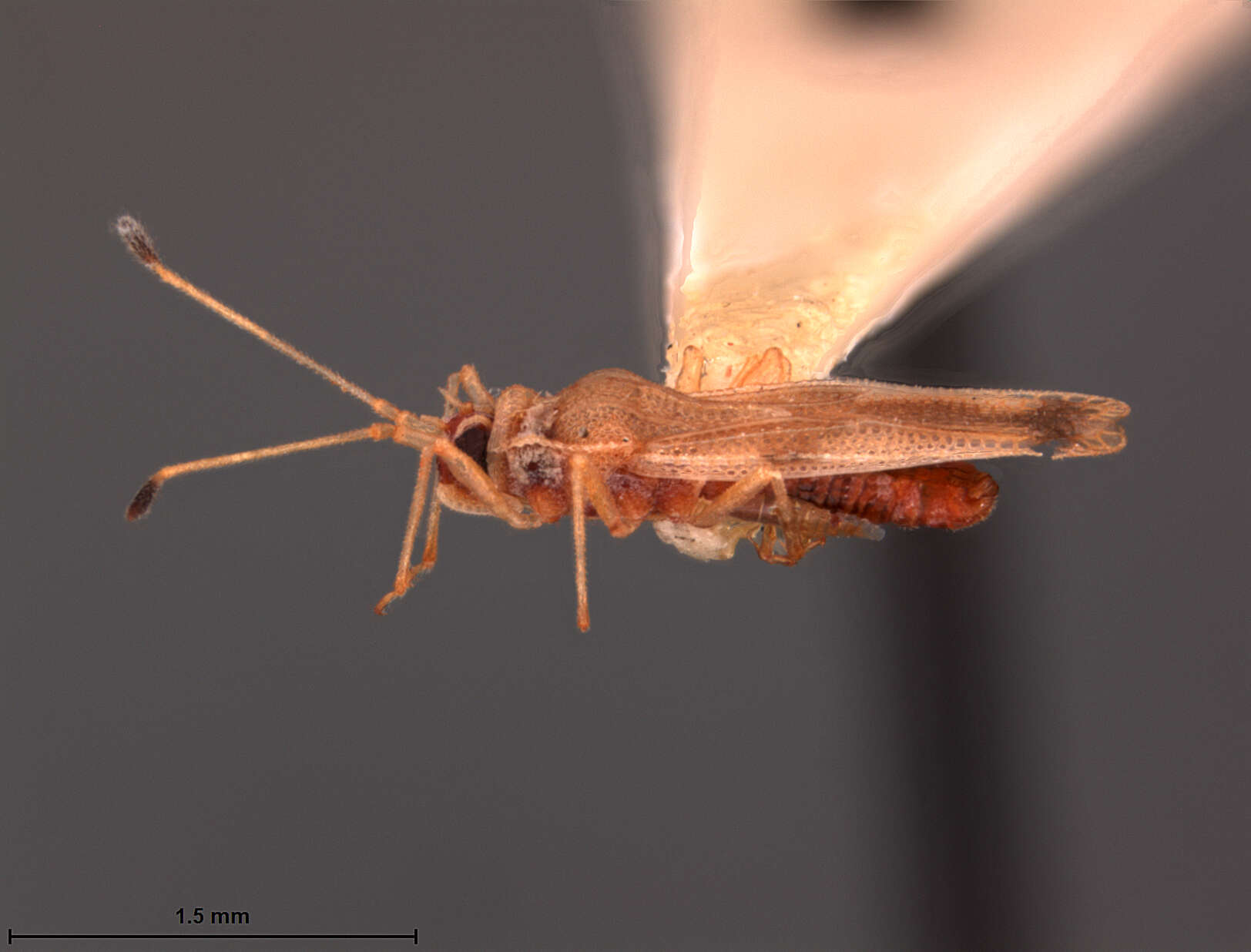 Image of Tingis (Tropidocheila) abundans Drake & Hambleton 1945