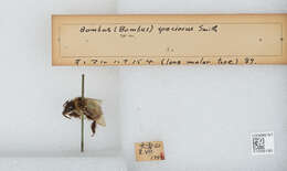 Image of Bombus ignitus Smith 1869