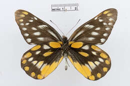Image of hill jezebel