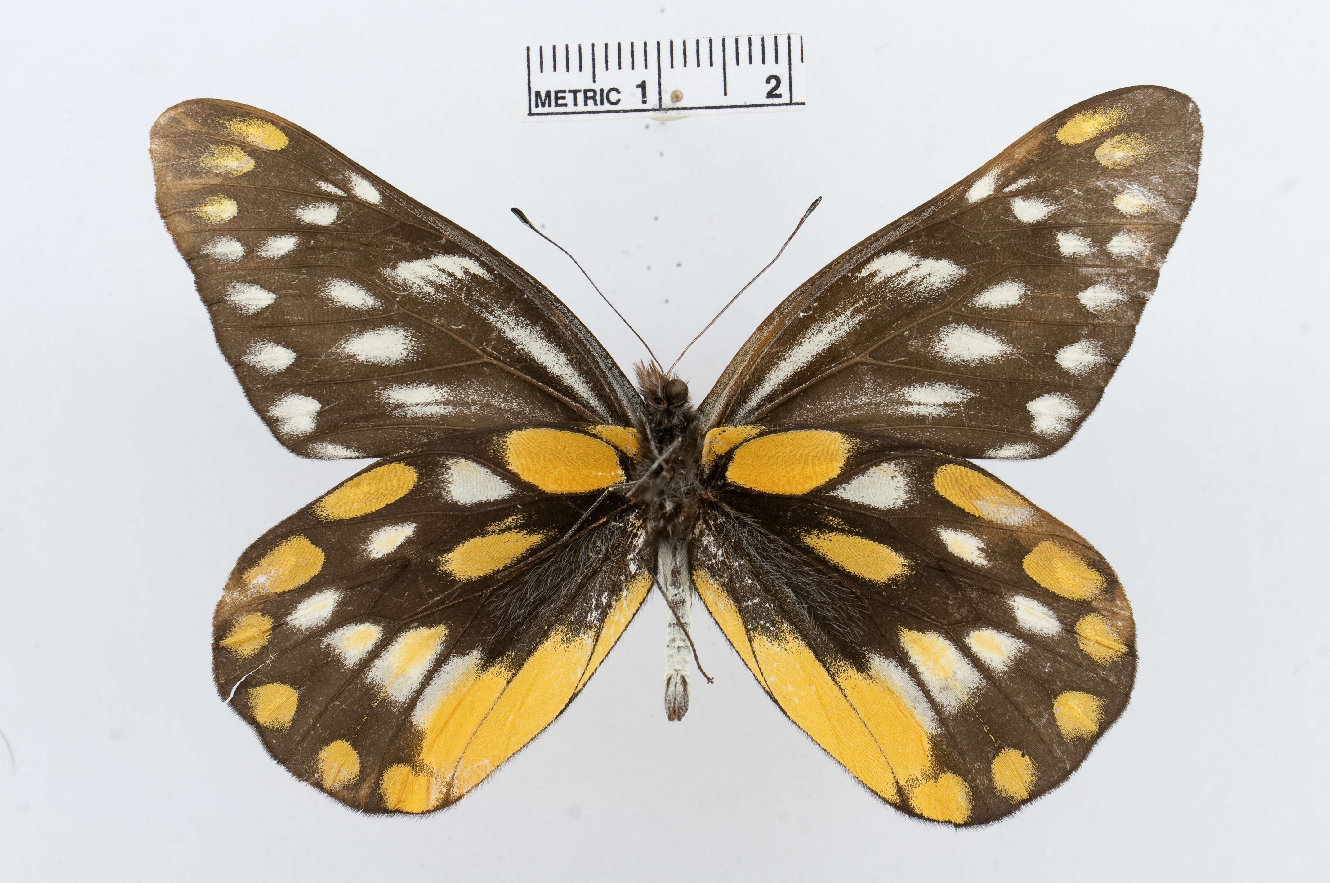Image of hill jezebel