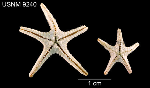 Image of Dytaster grandis (Verrill 1884)