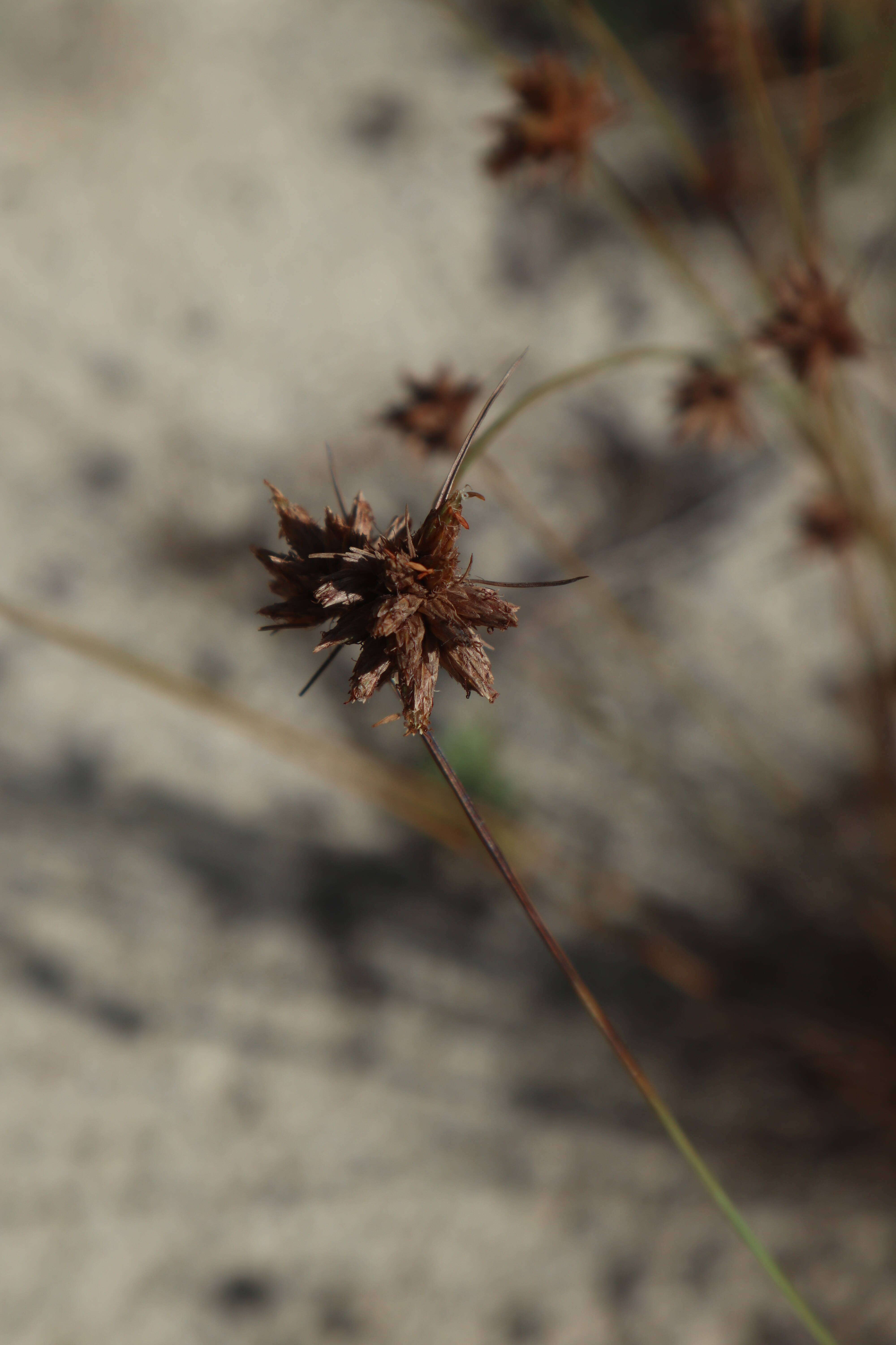 Image of Ware's Hair Sedge