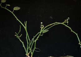Sivun Euphorbia guiengola W. R. Buck & Huft kuva
