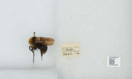 Image de Bombus insularis (Smith 1861)