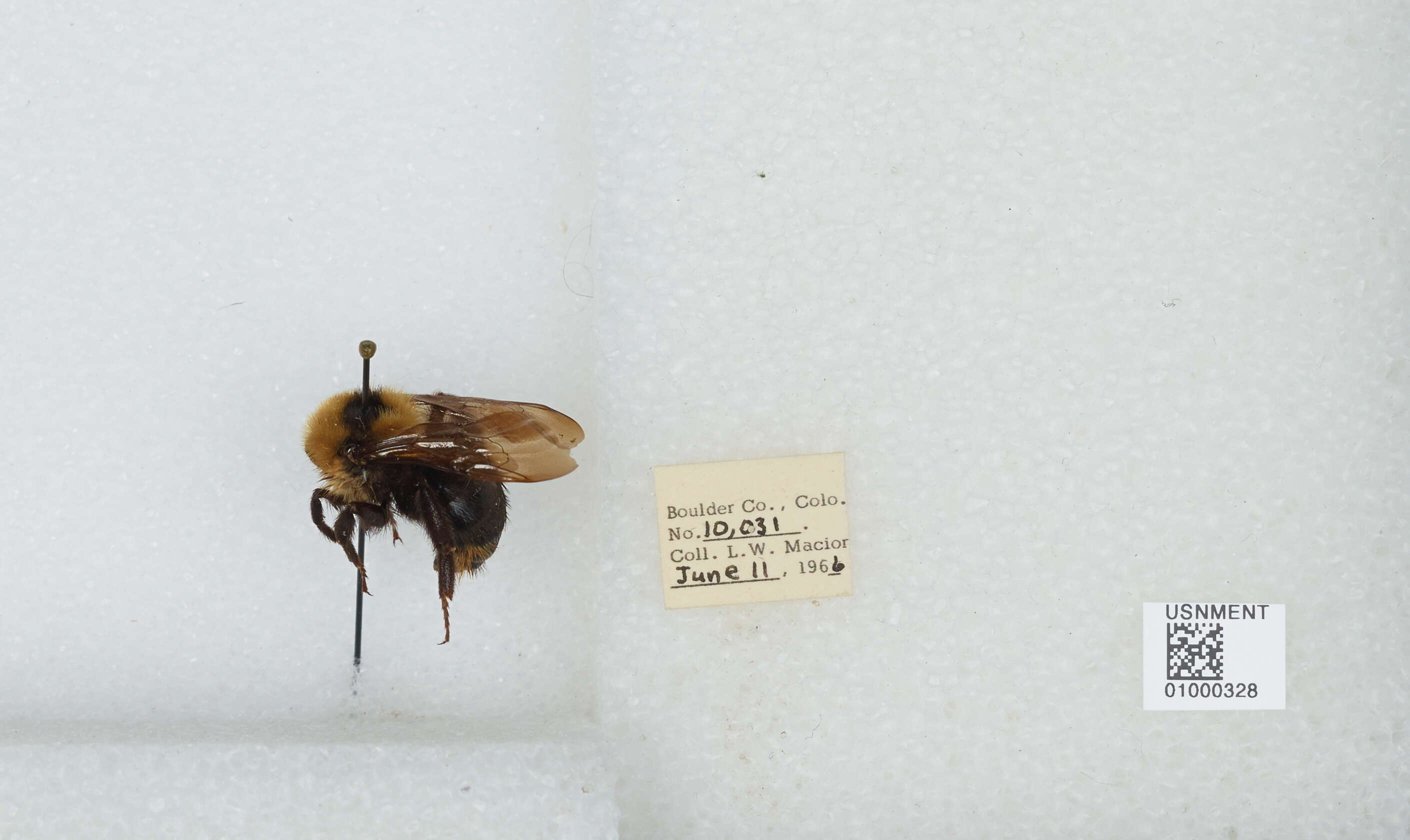 Image de Bombus insularis (Smith 1861)