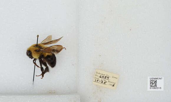 Image of Two-spotted Bumblebee