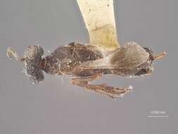 Image of Arachnophaga picea (Riley 1892)