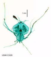 Image of Eduarctus modestus (Holthuis 1960)