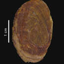 Image of Trophonella scotiana (Powell 1951)