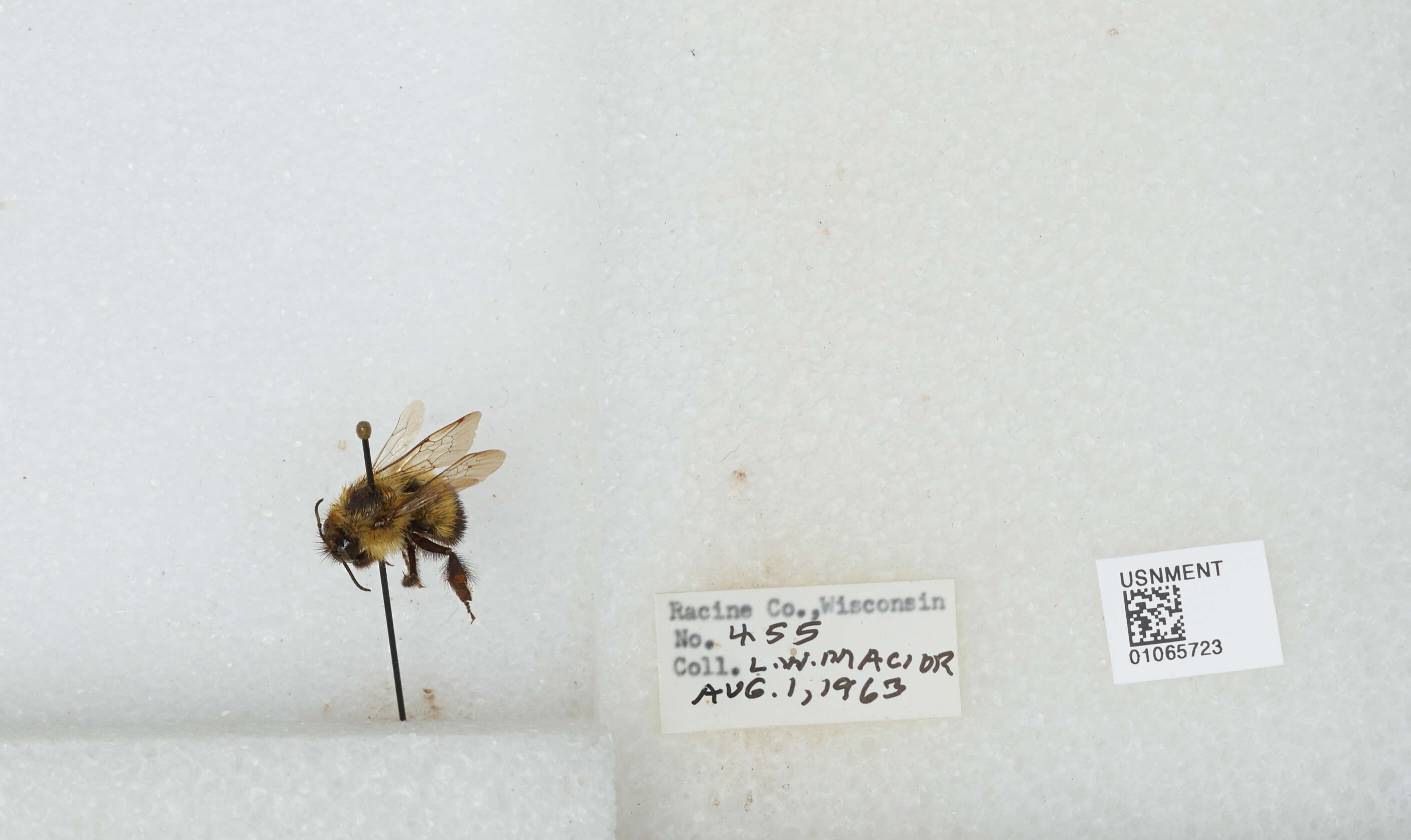 Слика од Bombus affinis Cresson 1864