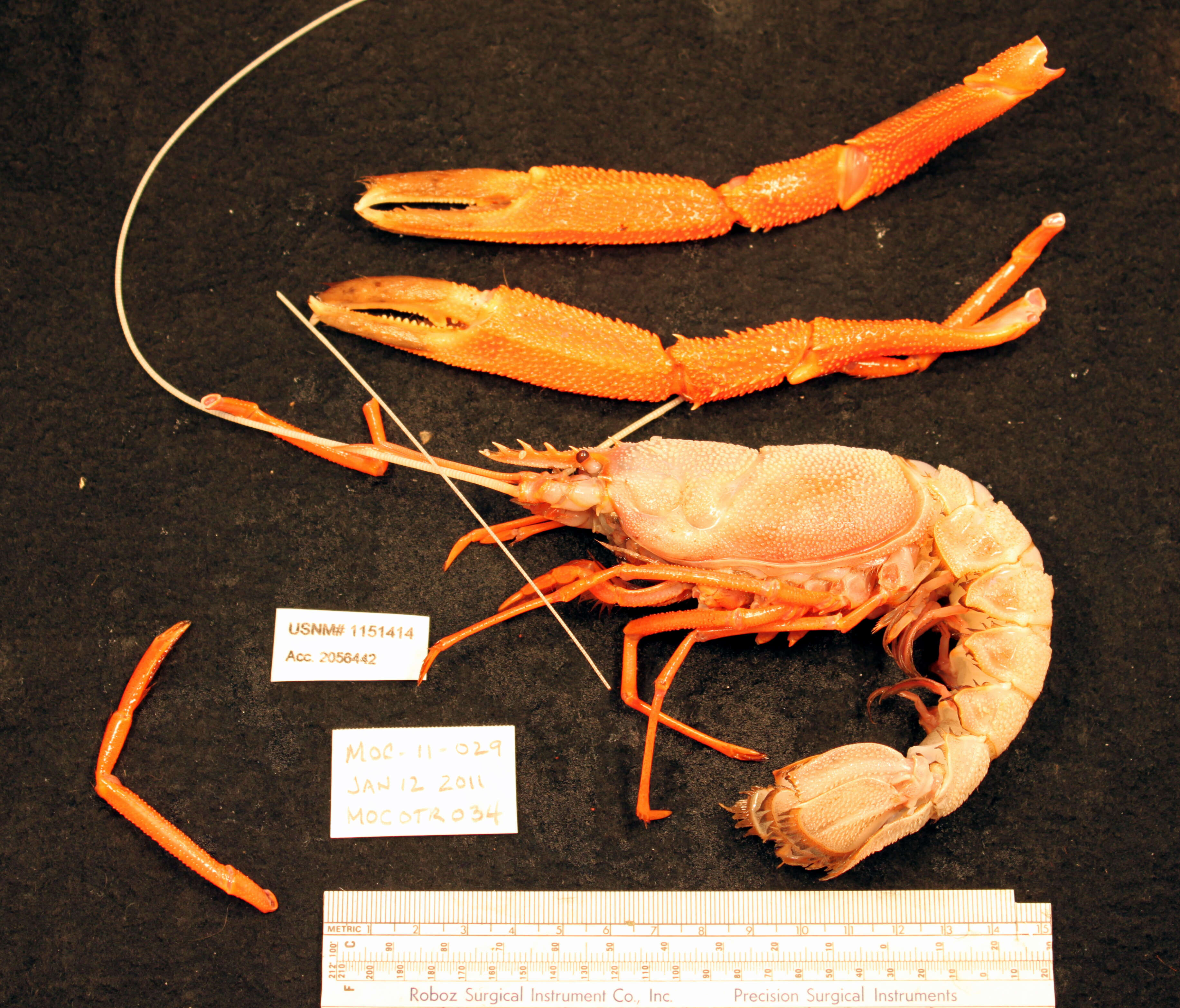 Image of mitten lobsterette
