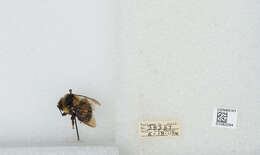 Image of Two Form Bumble Bee