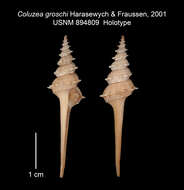 Image of Coluzea groschi Harasewych & Fraussen 2001