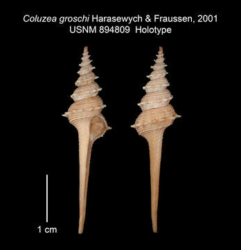 Image of Coluzea groschi Harasewych & Fraussen 2001