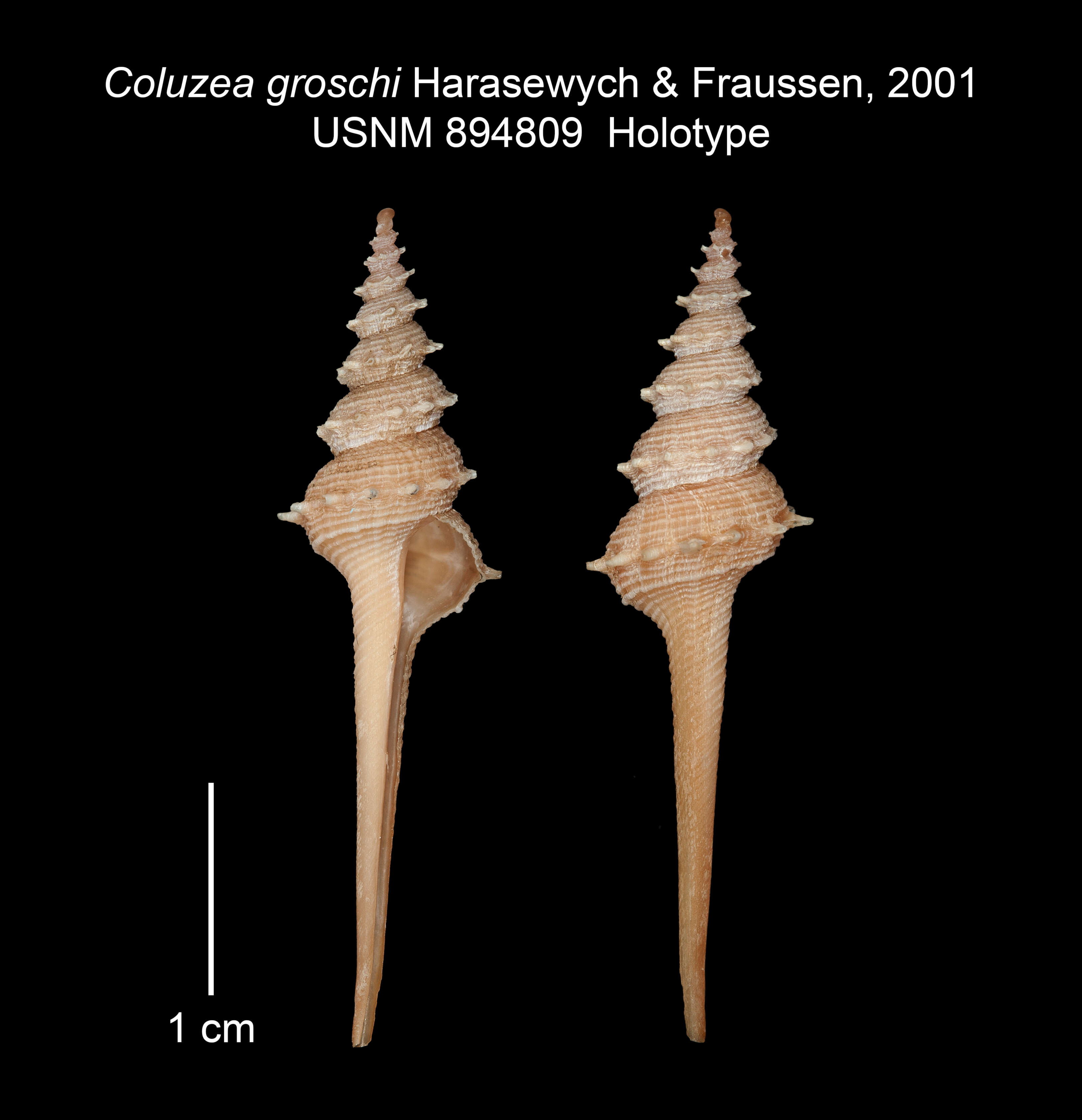 Image of Coluzea groschi Harasewych & Fraussen 2001