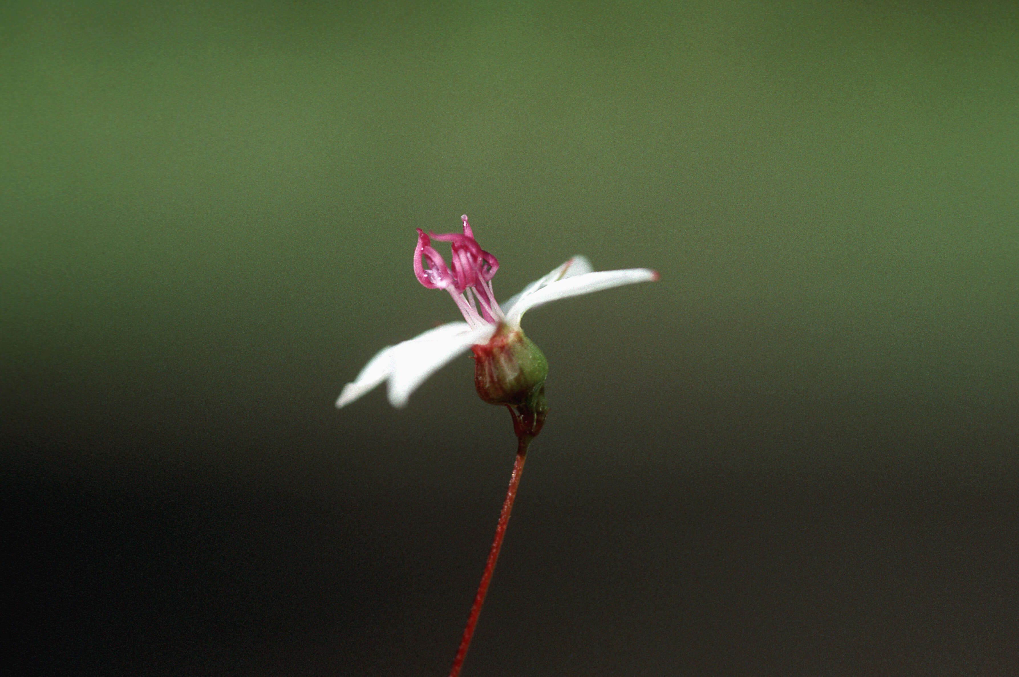 Imagem de Miconia pachyphylla Cogn.