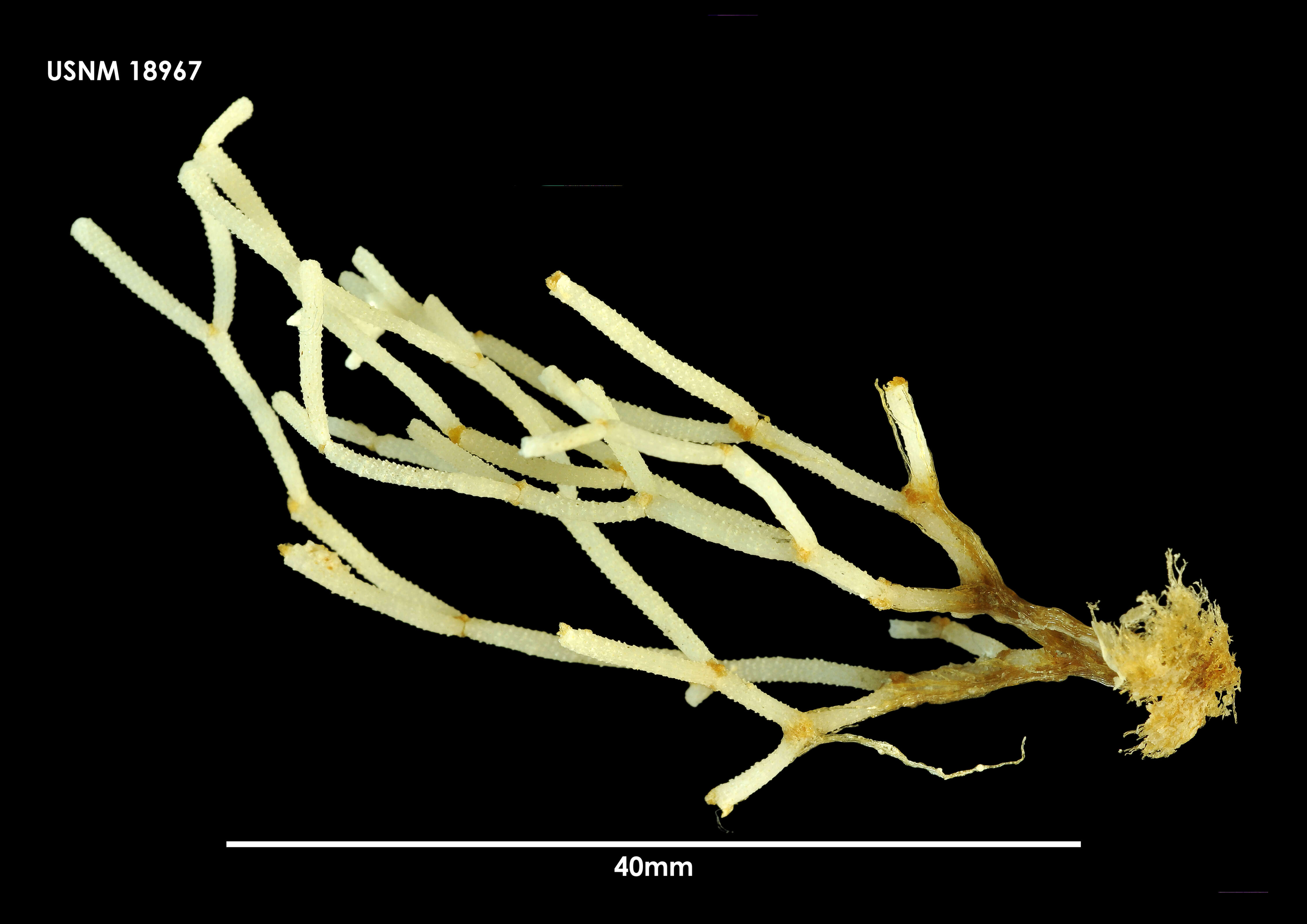 Image of Paracellaria cellarioides Hayward & Thorpe 1989