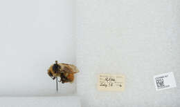 Image of Forest Bumble Bee