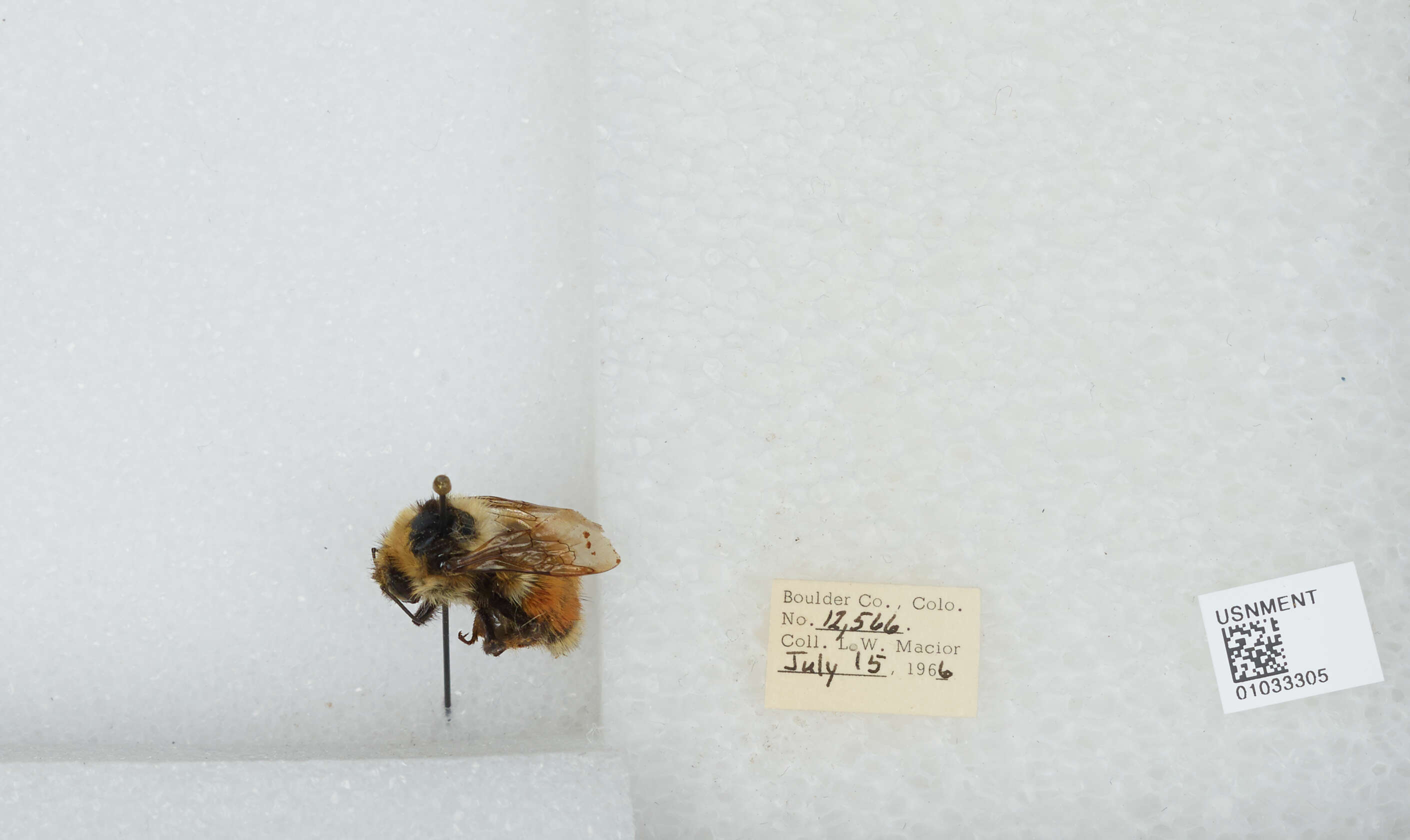 Image de Bombus sylvicola Kirby 1837