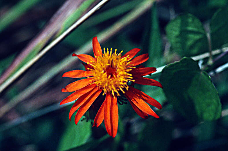 Image of Pseudogynoxys cabrerae H. Rob. & Cuatrec.